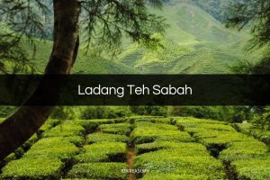 Ladang Teh Sabah